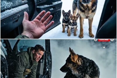 Navy SEAL öffnet LKW-Tür im Schneesturm für eine frierende Hundefamilie. Was dann geschieht, wird Sie umhauen. DT