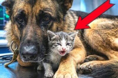 Ein Hund umarmt ein weinendes Kätzchen… Als Tierärzte den Grund erfuhren, erstarrten sie still